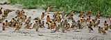 Red-billed Quelea